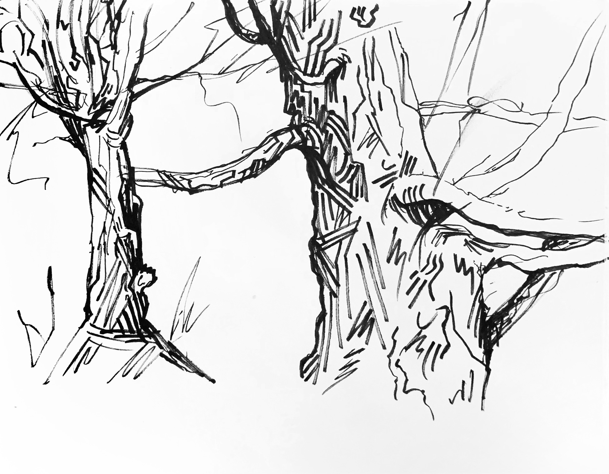 Sketch of Trees